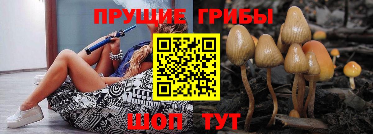 Псилоцибиновые грибы Psilocybine cubensis Вольск